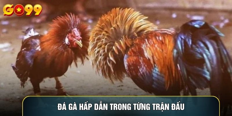 Đá gà hấp dẫn trong từng trận đấu